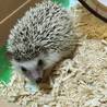 ハリネズミちゃんの里親さん募集 サムネイル5