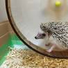 ハリネズミちゃんの里親さん募集 サムネイル2