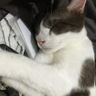 共働き家庭の方に珍しい毛色のすみれ君推定7か月