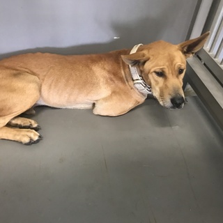 期限間近8/28まで 放浪していたわんこ
