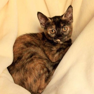 まるでワンちゃんな甘えん坊にゃんこのレモンちゃん