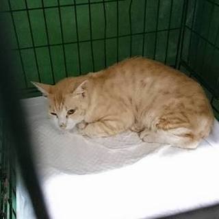 【感謝】繋がりました！まだ若い茶白君→トラ君！