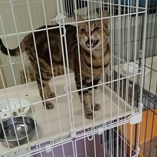 【感謝】里親様へ繋がったショウ君！アメショ風キジ♂