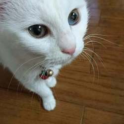 「 久しぶりの病院へ行くみゅうちゃん」サムネイル1