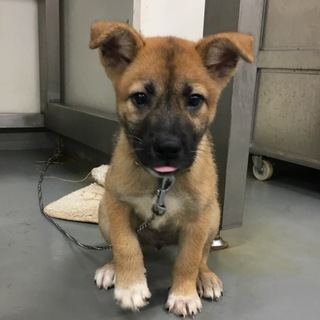 超絶かわいい鼻黒仔犬みちかず君