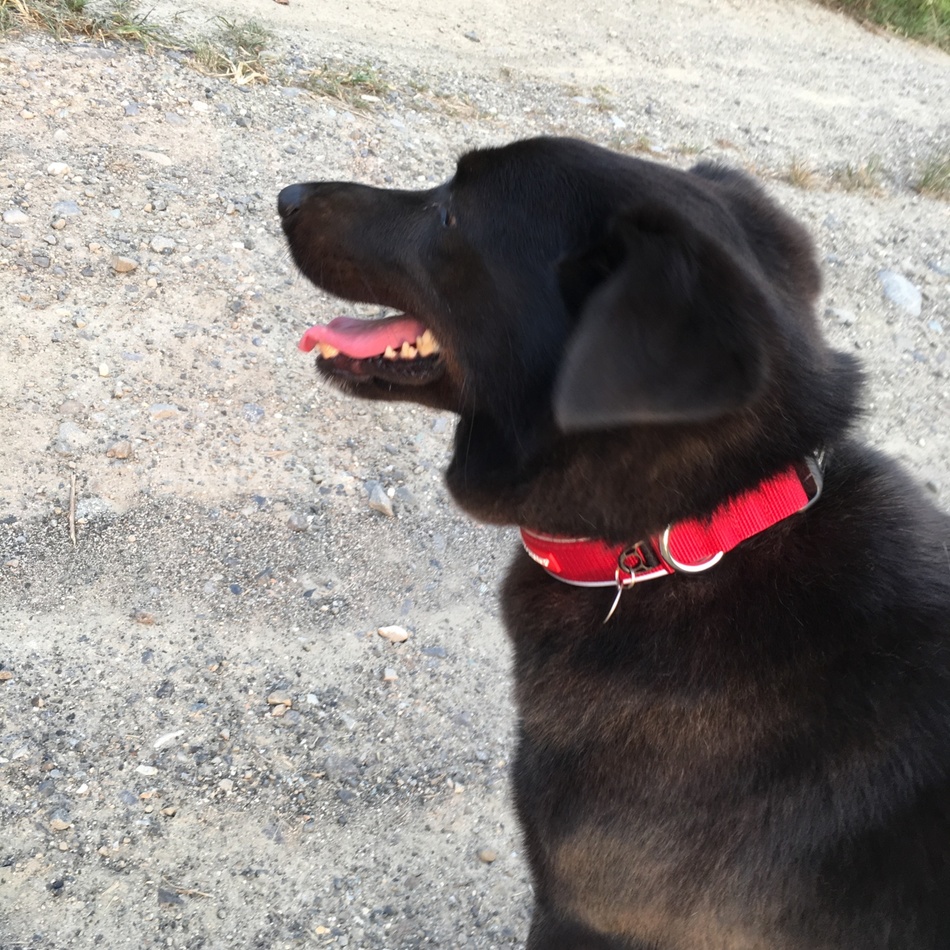 ハッピーのカバー写真