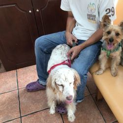 こじろう 膀胱炎になる(ll-ω-)