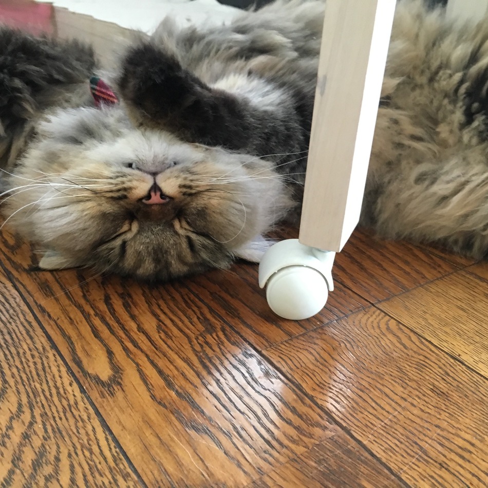 小豆のカバー写真