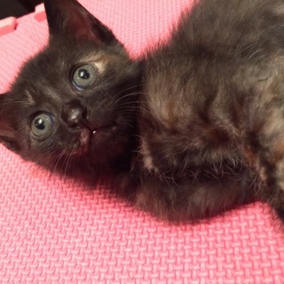 5週間 色々6匹兄妹 2/3