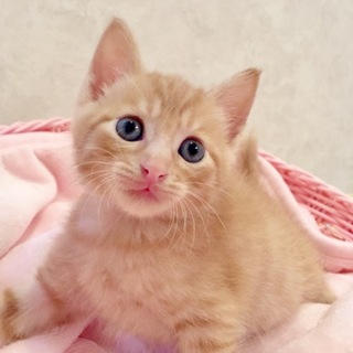 5週間 色々6匹兄妹 3/3