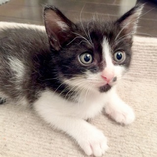 5週間 色々6匹兄妹 1/3