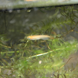 「ヒメダカの稚魚をペットボトルで飼育。」サムネイル3