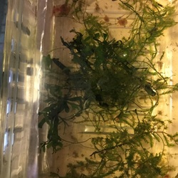 「ヒメダカの稚魚をペットボトルで飼育。」サムネイル2