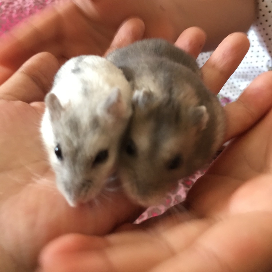 ゆきのカバー写真