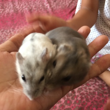 クンカクンカ…