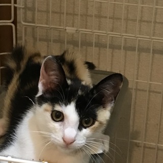 可愛い子猫ちゃん★生後3ヶ月★留守番可