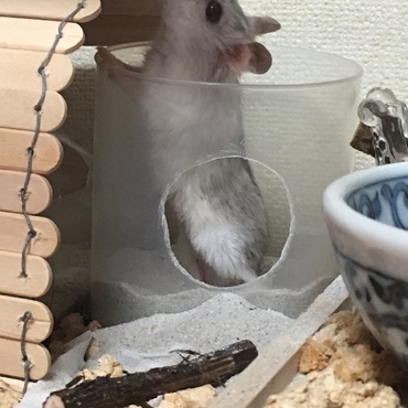 身体小さくて耳が大きく見えるユキたん