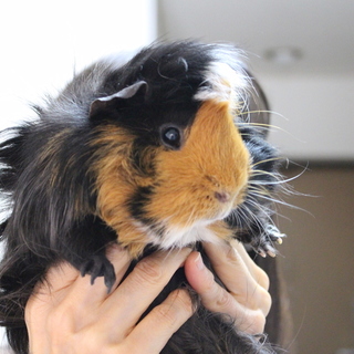 モルモットの男の子
