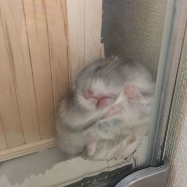 ドコ入ってんのよ～Σ(￣ロ￣lll)