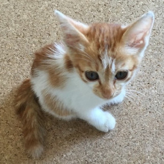 右わきにハートマーク！茶シロの男の子