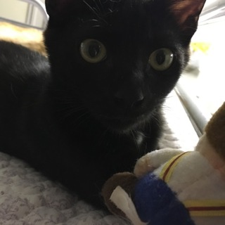 黒猫の男の子★元気で人懐っこいです！