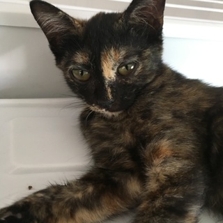 サビ猫の女の子☆とっても甘えん坊です！