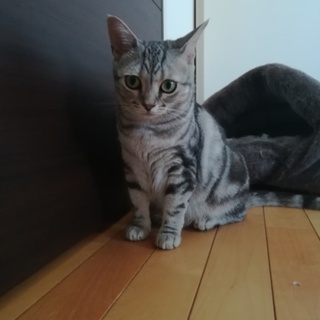 好奇心旺盛で美人のルナちゃんです。