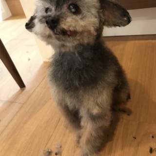 トイプードル★可愛い梅おばあちゃん