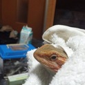 自家繁殖フトアゴヒゲトカゲ 交換しませんか？