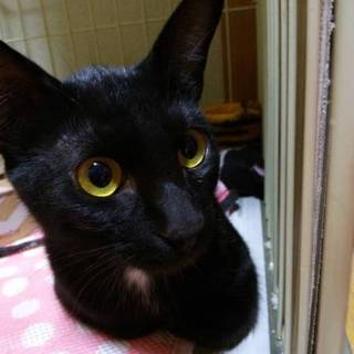 懐っこくてお笑い系 黒猫ドンキー