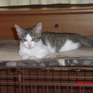 元気なかわいい子猫(３ヶ月)