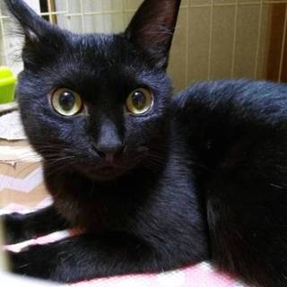 イケメンな黒猫 アリオ