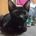 黒猫ちゃんです