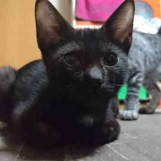 黒猫ちゃんです