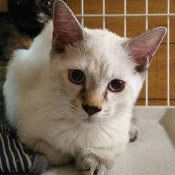 9月3日(日)に愛知県豊川市で犬猫の譲渡会！