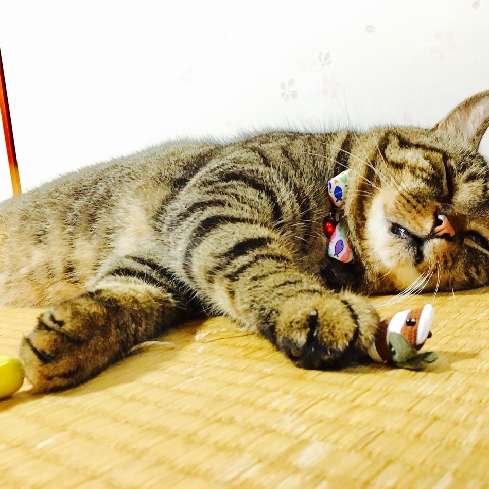 ぶうちゃんのカバー写真