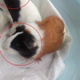 生後2か月　モルモットの子供　栃木県から