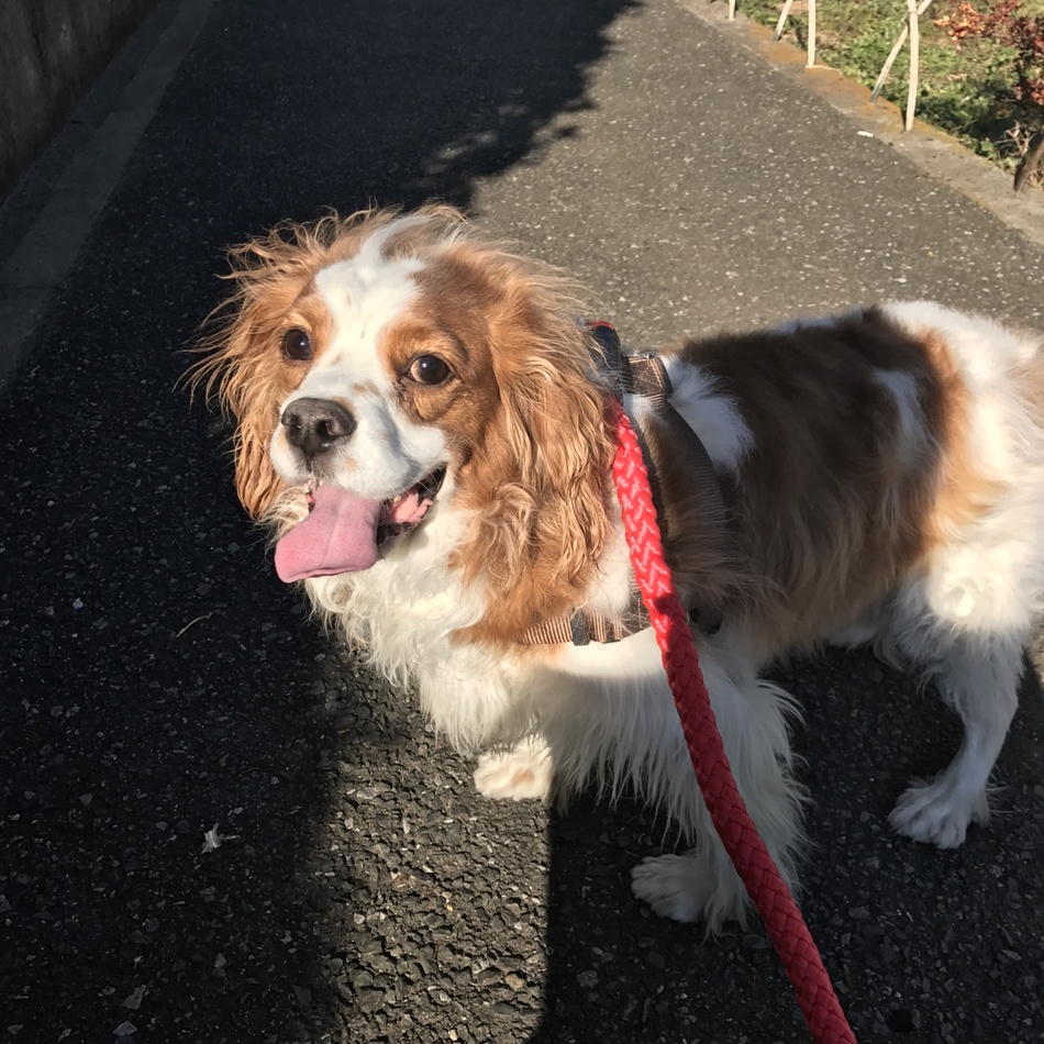 悠音のカバー写真