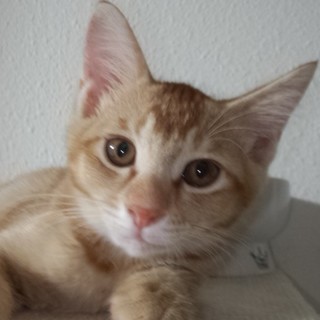 里親様決定　甘えん坊くりんアビシニアン風