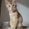 里親様決定　甘えん坊くりんアビシニアン風 サムネイル4