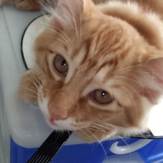 ふう　やや長毛　茶トラ