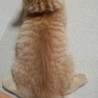 ふう　やや長毛　茶トラ サムネイル3