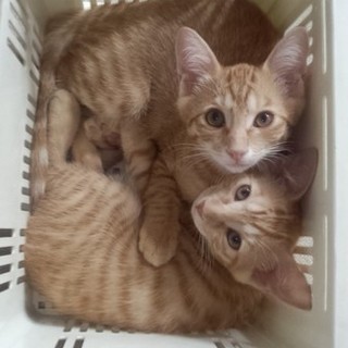 トライアル決定　元気娘ゆず　甘えん坊茶トラ