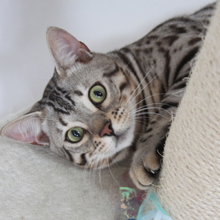 ベンガルの男の子　なつこい子です