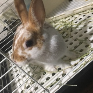 子うさぎの里親募集します！