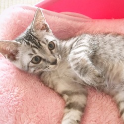 ＊子猫里親会＊一時預かりボランティアさん募集説明会