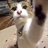 まっちゃさん
