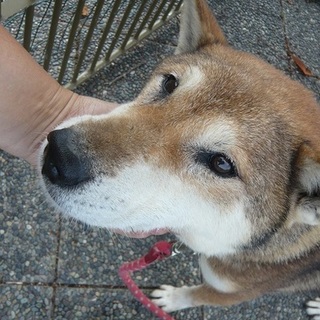 穏やかな優しい子*四国犬風