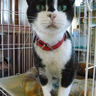 スコティッシュ系？大きなグリーン目のクロ白ちゃん