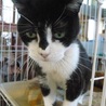 スコティッシュ系？大きなグリーン目のクロ白ちゃん サムネイル4